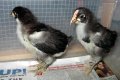 Marans Chicks 23 May 2015 (lo res).jpg Marans Chicks 23 May 2015 (lo res).jpg