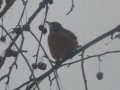 my pics 002.jpg
