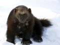 Wolverine_Furry.jpg