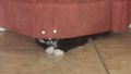 Stealth-mode-cat.jpg