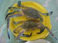 fresh sea crabs.jpg
