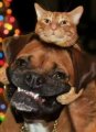 Cat on a Dog.jpg