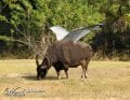 buffalo with wings.jpg buffalo with wings.jpg