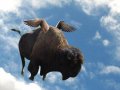 flying buffalo copy(1).jpg