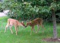 Fawns.JPG