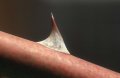 Thorn-small.jpg