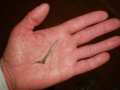Thorn-large.jpg
