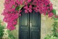 Bouganvillea.jpg