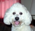 bichonfrise.jpg