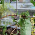 cross-clamp-90-trellis.jpg