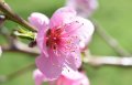 20160509 apricot.jpg