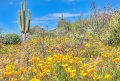Desert bloom.jpg