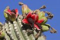 Blooms.jpg
