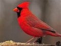 cardinal bird.jpg