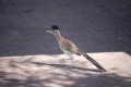 DSC_0344.JPG