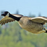 goose41
