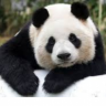 jingjing_6