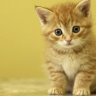 yellowcat23