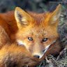 Firefox21
